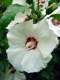 hibiscus blanc coeur rouge simple.JPG